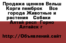 Продажа щенков Вельш Корги пемброк  - Все города Животные и растения » Собаки   . Алтай респ.,Горно-Алтайск г.